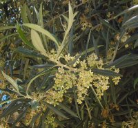 Wild Olive flowers